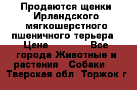 Продаются щенки Ирландского мягкошерстного пшеничного терьера › Цена ­ 30 000 - Все города Животные и растения » Собаки   . Тверская обл.,Торжок г.